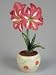 Close-Up of a Striped Barbados Lily Flowers Growing in a Pot (Hippeastrum Striatum) Photographic Poster Print by G. Cigolini, 30x40