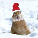 Shelter and St Mungos Charity Christmas Cards - Cute Rabbit (Pack of 8)