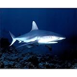 Carl Roessier Tiger Bull Shark Art Print Poster