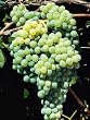Himrod Grape Vine Five Gallon Plant by Monrovia