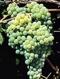 Himrod Grape Vine Five Gallon Plant by Monrovia