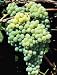 Himrod Grape Vine Five Gallon Plant by Monrovia