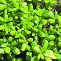 SEED BARGAINS: Herb Purslane Golden (approx 400 Commercial Grade Seeds)
