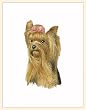Fiddlers Elbow Yorkshire Terrier Blank Box Note Cards