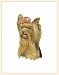 Fiddlers Elbow Yorkshire Terrier Blank Box Note Cards