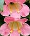Asarina Angels Trumpet 20 Seeds