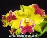 Blc. Hwa Yuan Grace