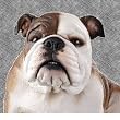 Baxter the british bulldog statue english style dog New