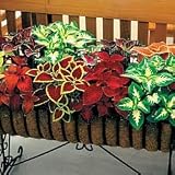 Coleus Seeds - Coleus Wizard Mix
