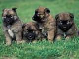 Domestic Dogs, Belgian Malinois / Shepherd Dog Puppies Sitting / Lying Together Photographic Poster Print by Adriano Bacchella, 16x12