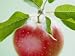 Close-up of Ripe Apple with Leaves Photographic Poster Print