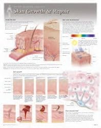 Skin Growth & Repair Wall Chart: 8250