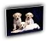 dog trinity labrador puppies A2 Large Canvas