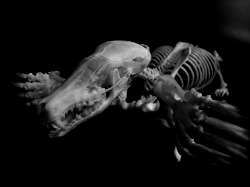 Cover image : BONES ― 動物の骨格と機能美