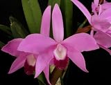 Laelia Newberry Sprite (Orchid Plant)