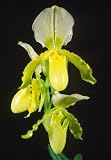 Paph Meda Ballard (primulinum x Denehurst)