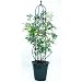 ��o���p��200cm�I�x���X�N��38cm���[�A�|�b�g