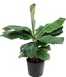 Hirts Super Dwarf Patio Banana Plant - Musa - Great House Plant