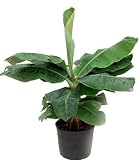 Hirt's Super Dwarf Patio Banana Plant - Musa - Great House Plant by Hirts: Tropical Best Buy