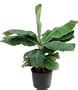 Hirt's Super Dwarf Patio Banana Plant - Musa - Great House Plant