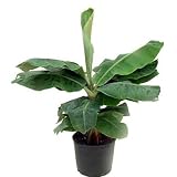 Hirt's Super Dwarf Patio Banana Plant - Musa - Great House Plant - 4