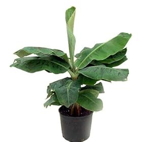 paito banana plant