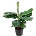 Super Dwarf Patio Banana Plant -Musa- SALE*
