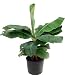 Super Dwarf Patio Banana Plant -Musa- SALE*