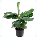 Indoor Plants