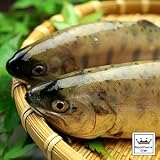 ロイヤルガストロ　山梨県産 渓流の女王 山女 やまめ 生 下処理済み 5尾セット 山女魚