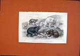 HAND COLORED BEAR GRISLY BROWN AMERICAN POLAR PRINT