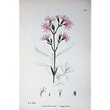 植物学は C1902 みすぼらしいロビン Lychnis Flos-cuculi を植えます