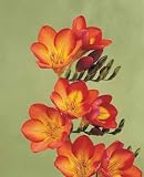 Oberon Freesia 10 Bulbs - Indoors or Out! - Fragrant