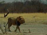 Ntwadumela, One of the Two Adult Males That Control the Group Dubbed the Central Pride Photographic Poster Print by Beverly Joubert, 64x48