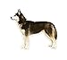 SIBERIAN HUSKY - Dog Decal - sticker dogs car got gift