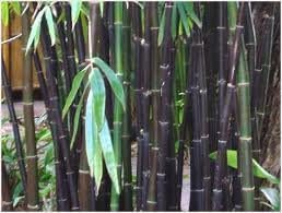 Bamboo Seeds, Iron Bamboo Seeds, Dendrocalamus Strictus 100 Seeds