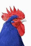 Coq France Bleu Blanc Rouge - 60