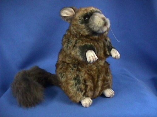 Plush Chinchilla 7