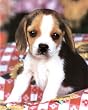 Cutest Baby Beagle Puppy dog Art Print Poster - 13x19