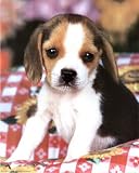 Cutest Baby Beagle Puppy dog Art Print Poster - 13x19