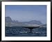 Blue Whale, Flukes, Gulf of California Framed Art Poster Print by Patricio Robles Gil, 39x31
