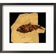 Fossilized Remains of a Knightia Fish National Geographic Collection Framed Photographic Poster Print by Vlad Kharitonov, 18x16