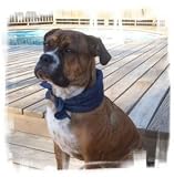 White and Black Pet Cooling Scarf *Free Postage*