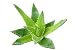 Aloe Vera Plant - 60
