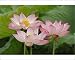 Photographic Prints of Lotus flower, Nelumbo from Danita Delimont