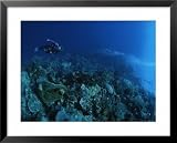 41jqJRFOOoL. SL160  A Diver Descends a Coral Covered Wall off of Manado Tua Island Photographers Framed Art Poster Print, 31x25