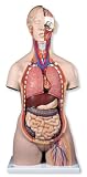 3B Scientific Deluxe Dual-Sex Torso