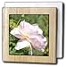 Garden Beauty A Pink Rose Flowers Photography - 6 Inch Tile Napkin Holder