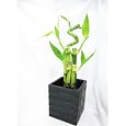 BUY : 9GreenBox - Live Spiral 5 Style Lucky Bamboo Plant Arrangement with Black Square Balck Diamond Ceramic Vase