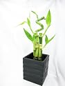 9GreenBox - Live Spiral 5 Style Lucky Bamboo Plant Arrangement with Black Square Balck Diamond Ceramic Vase